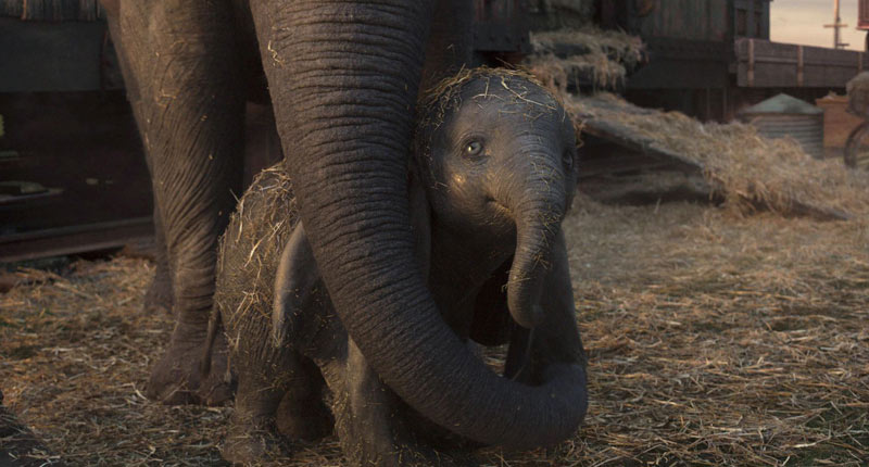 Estrenos: El clásico de Disney, Dumbo, el gran protagonista de la cartelera
