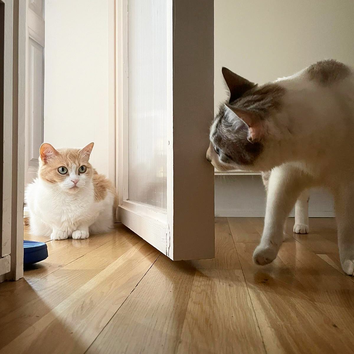 Pedro Zuazua: “Los que vivimos con gatos tenemos la manía de trasladarles cualidades humanas”